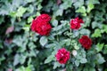 Rose flowers and blured green leaves wallpaper