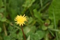 Wallpaper of a single yellow flower Royalty Free Stock Photo