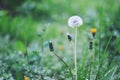 Soft white dandelion in the meadow