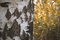 Wallpaper texture of birch bark on a green background