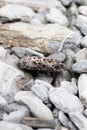 Wallpaper of various gray and orange rocks of different sizes and shapes on the sea coast