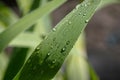 Wallpaper, water droplets on the leaves. Natural background, water and green leaves with morning dew after rain. Close-up Royalty Free Stock Photo