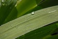 Wallpaper, water droplets on the leaves. Natural background, water and green leaves with morning dew after rain. Close-up Royalty Free Stock Photo