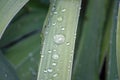 Wallpaper, water droplets on the leaves. Natural background, water and green leaves with morning dew after rain. Close-up Royalty Free Stock Photo