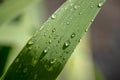 Wallpaper, water droplets on the leaves. Natural background, water and green leaves with morning dew after rain. Close-up Royalty Free Stock Photo