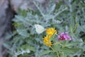 White butterfly on the yellow chamomile