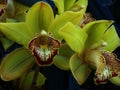 Close-up of a bright yellow orchids flowers