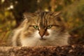 portrait of a greeneyed cat Royalty Free Stock Photo