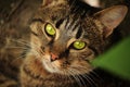 Close-up portrait of a green-eyed cat