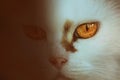 Close-up portrait of a yellow-eyed white cat