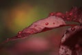 Red rose leaf with raindrops Royalty Free Stock Photo