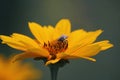 a small bee on a bright yellow flower of a decorative garden daisy Royalty Free Stock Photo