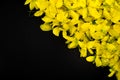 Close up nature Yellow flower black background taxture and wallpeper
