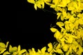 Close up nature Yellow flower black background taxture and wallpeper