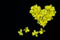 Close up nature Yellow flower heart on black background wallpeper texture
