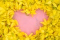 Wallpeper close up nature Yellow flower on pink background