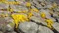 Wallpepper and lichen on basalt blocks