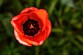 wallper makro red tulip