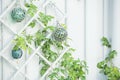 Walls with different textures and green plants