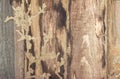 Walls, old wood termites.