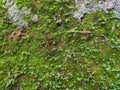 The walls are overgrown by various green plants because it is in a humid trophic area.