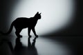 Walls shadow art, 3D cats grace elegantly captured and rendered