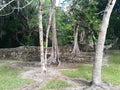 Walls and trees in Kohunlich Mayan ruins