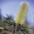 Wallum banksia Royalty Free Stock Photo