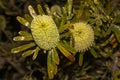Wallum Banksia Royalty Free Stock Photo