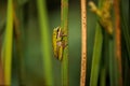 Wallum sedge frog Royalty Free Stock Photo