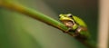 Wallum sedge frog Royalty Free Stock Photo
