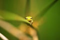 Wallum sedge frog Royalty Free Stock Photo