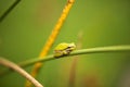 Wallum sedge frog Royalty Free Stock Photo