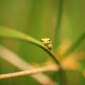 Wallum sedge frog Royalty Free Stock Photo