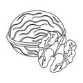 Walnats in the shell.Different kinds of nuts single icon in outline style vector symbol stock illustration. Royalty Free Stock Photo