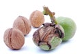 Walnut Royalty Free Stock Photo
