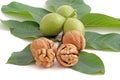 Walnut Royalty Free Stock Photo