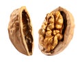 Walnut