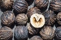 Walnut from the Andes Royalty Free Stock Photo