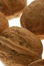 Walnut background