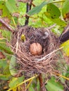 Walnut in a bird\'s nest on a tree Royalty Free Stock Photo