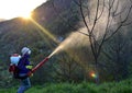 Walnut Blight Spraying Royalty Free Stock Photo