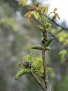 Walnut blooms in spring. Walnuts young leaves. Juglans regia in bloom Royalty Free Stock Photo