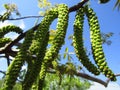 Walnut blossom on branch. Male flowers of Juglans regia in spring. Close-up Royalty Free Stock Photo