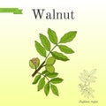 Walnut branch Juglans regia