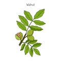 Walnut branch Juglans regia