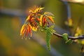 Walnut Branch With Male Flower