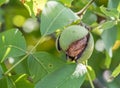 Walnut on the branch of the walnut tree falls out of the shell