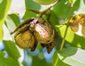 Walnut on the branch of the walnut tree falls out of the shell