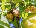 Walnut on the branch of the walnut tree falls out of the shell